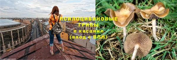 стафф Арсеньев